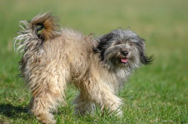 Mutlu köpekler Fransa 'da baharda bir tarlada eğleniyorlar..