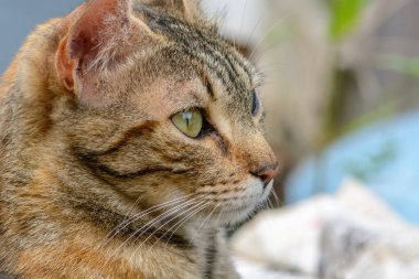 Genç kedi dinleniyor ve bahçede eğleniyor..