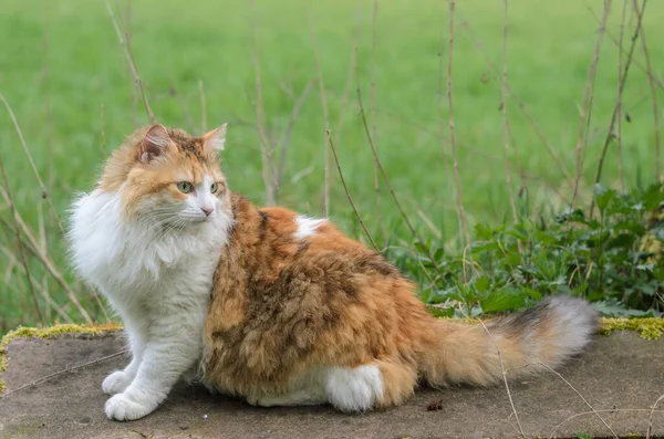 Gato Bonito Com Olhos Verdes Descansando Divertindo Jardim — Fotografia de Stock