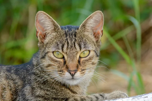 Genç kedi dinleniyor ve bahçede eğleniyor..