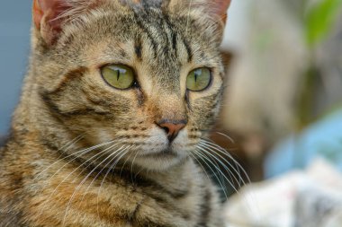 Genç kedi dinleniyor ve bahçede eğleniyor..