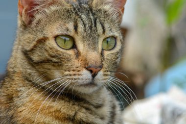 Genç kedi dinleniyor ve bahçede eğleniyor..