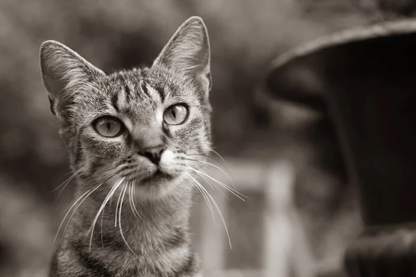 Giovane Gatto Che Riposa Diverte Giardino — Foto Stock