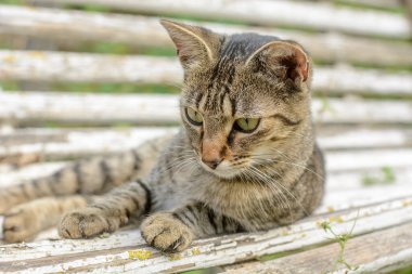 Genç kedi dinleniyor ve bahçede eğleniyor..