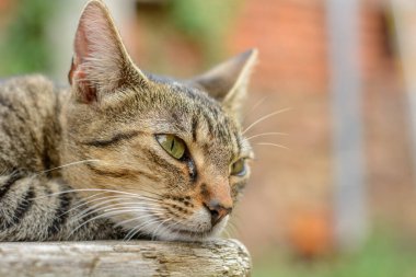 Genç kedi dinleniyor ve bahçede eğleniyor..