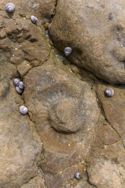 Fransız Atlantik kıyısındaki alçak gelgit sırasında amonit fosilleriyle kıyı kayalıklarına yakın durun..
