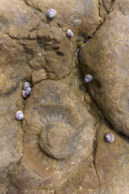 Fransız Atlantik kıyısındaki alçak gelgit sırasında amonit fosilleriyle kıyı kayalıklarına yakın durun..
