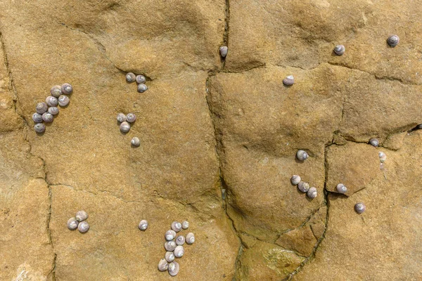 Närbild Kustnära Klippor Med Snäckskal Lågvatten Vid Den Franska Kusten — Stockfoto