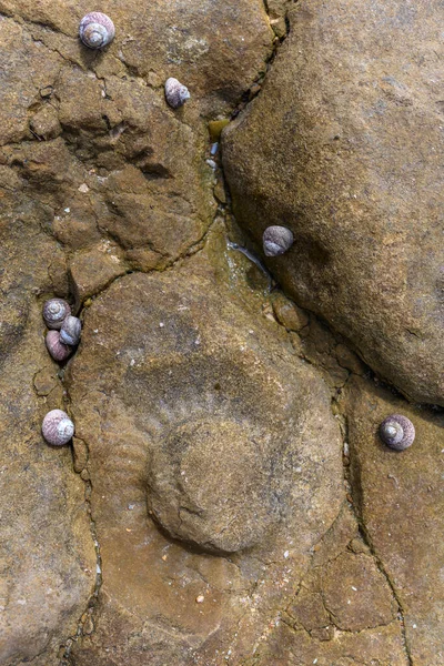 フランス大西洋沿岸の干潮の間 アンモン石の化石の痕跡を持つ海岸岩の上で閉じます — ストック写真