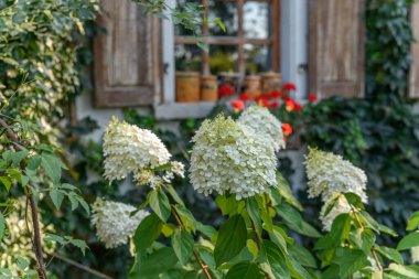 Fransız bahçesindeki ortanca çiçeği ilkbaharda açar..