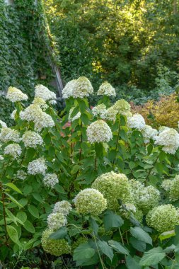 Fransız bahçesindeki ortanca çiçeği ilkbaharda açar..