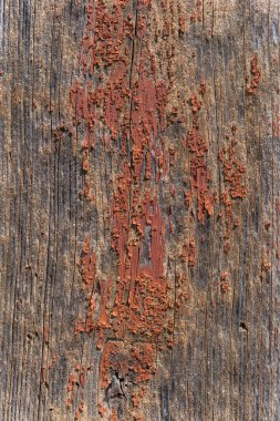 Ahşap arka plan. Gri. Grafik kaynakları için arkaplan.