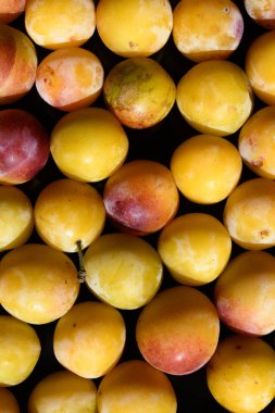 Sarı erikli Mirabelle yakın plan. Yaz meyve mevsimi. Hasat zamanı..