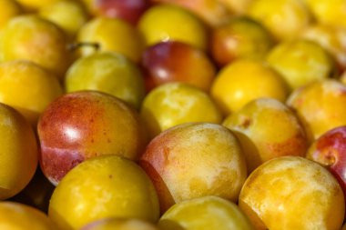 Sarı erikli Mirabelle yakın plan. Yaz meyve mevsimi. Hasat zamanı..