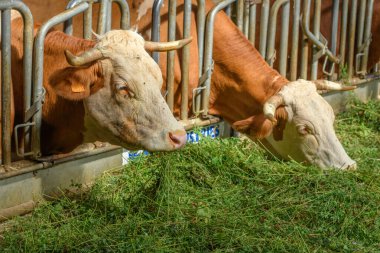 İnek ot yiyor, beyaz yonca Fransa 'daki çayırda.