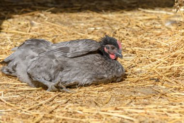 Fransa 'da organik çiftlikte tavuk ve tavuk yetiştiriliyor..
