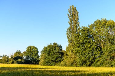 Bahar manzarası, Alsace Ovası. Fransa.