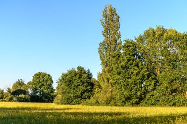 Bahar manzarası, Alsace Ovası. Fransa.