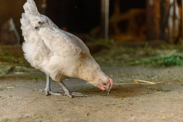 Hühner Auf Biohof Frankreich Aufgezogen — Stockfoto