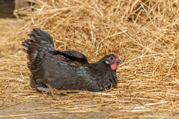 Hens and chickens raised on organic farm in France.