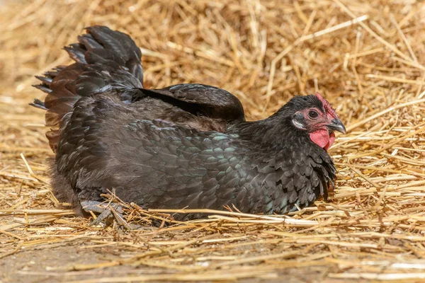 Hens and chickens raised on organic farm in France.