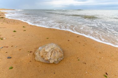 Denizanası Fransa 'da bir okyanus kıyısında karaya vurmuş..