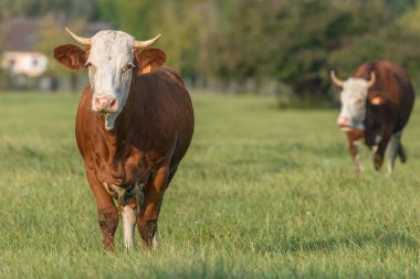 Fransa 'da yaz boyunca çayırlarda beslenen kahverengi inek.