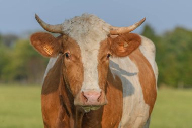 Fransa 'da yaz boyunca çayırlarda beslenen kahverengi inek.