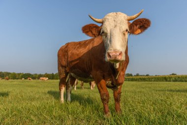 Fransa 'da yaz boyunca çayırlarda beslenen kahverengi inek.
