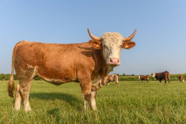 Fransa 'da yaz boyunca çayırlarda beslenen kahverengi inek.