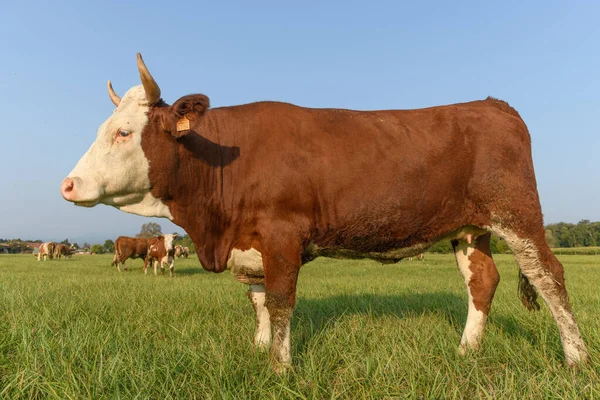 Коричневая Корова Зеленой Траве Кормится Лугу Летом Франции — стоковое фото