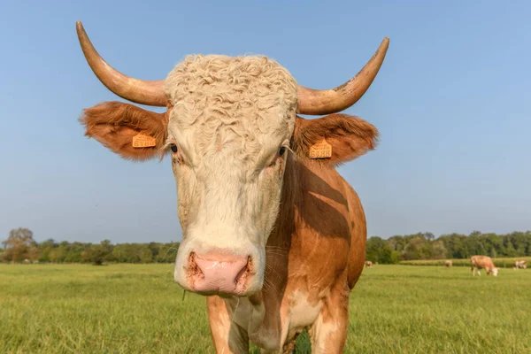 Коричнева Корова Зеленій Траві Живиться Лузі Влітку Франції — стокове фото