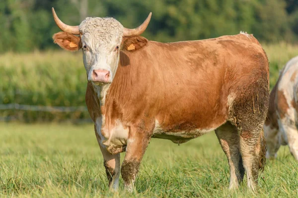 Коричневая Корова Зеленой Траве Кормится Лугу Летом Франции — стоковое фото