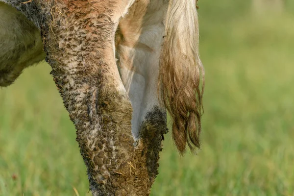 Vaca Maro Iarbă Verde Care Hrănește Pajiște Timpul Verii Franța — Fotografie, imagine de stoc