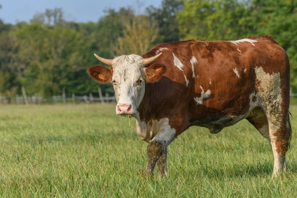 Vaca Parda Sobre Hierba Verde Alimentándose Prado Durante Verano Francia — Foto de Stock