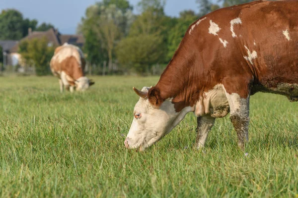 Vaca Parda Sobre Hierba Verde Alimentándose Prado Durante Verano Francia — Foto de Stock