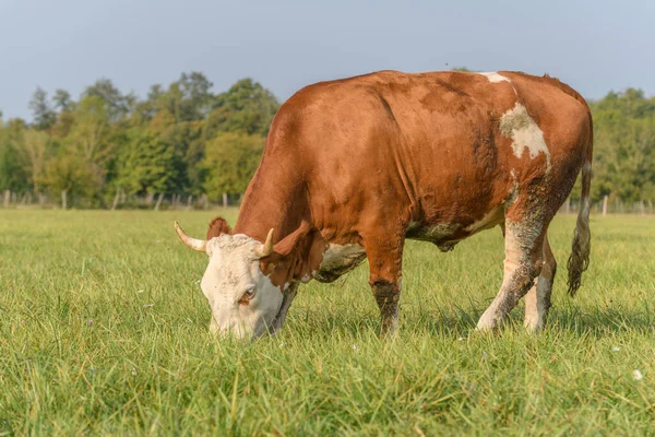 Vaca Parda Sobre Hierba Verde Alimentándose Prado Durante Verano Francia — Foto de Stock