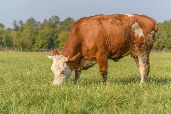 Vaca Parda Sobre Hierba Verde Alimentándose Prado Durante Verano Francia — Foto de Stock