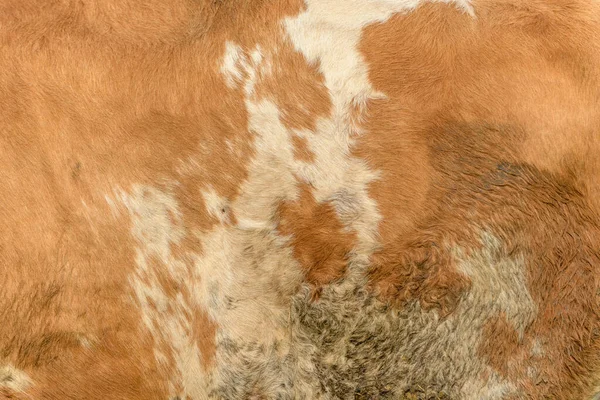 在法国 夏天在草地上吃着绿草的褐牛 — 图库照片