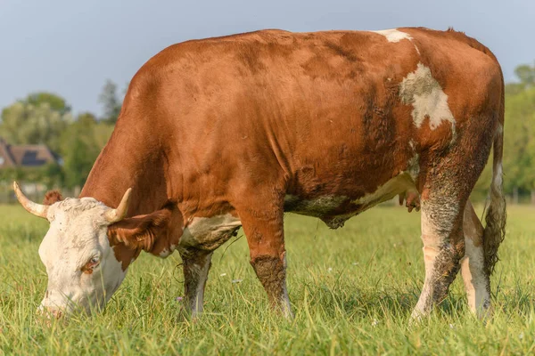 Vaca Parda Sobre Hierba Verde Alimentándose Prado Durante Verano Francia — Foto de Stock