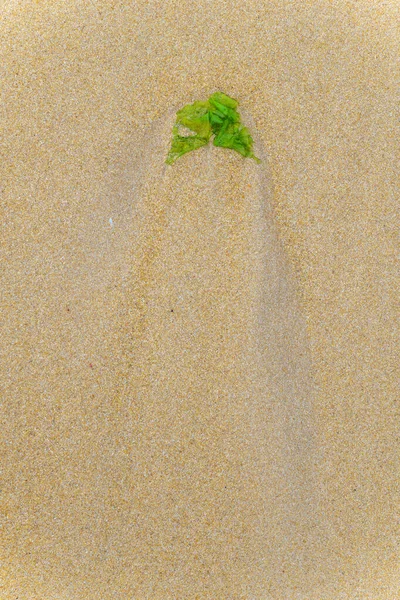 沙滩上大西洋沿岸的海藻 — 图库照片