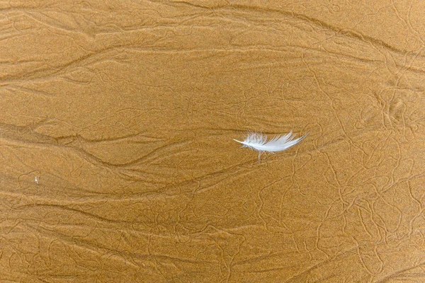 Piuma Uccello Solitario Nella Sabbia Sulla Spiaggia — Foto Stock