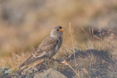Genç beyaz kanatlı ispinoz (Montifringilla nivalis) kayalar ve çimenler arasında yiyecek arar. Güneş ışığı, böcekler ve tohumlar ararken kuşun tüylerini ön plana çıkararak sahneyi aydınlatır. Zermatt, valais, Alpler, İsviçre.