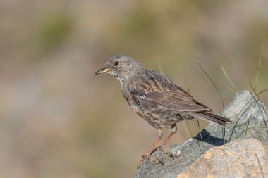 Bir Alp Accentor (Prunella collaris) açık gökyüzünün altındaki kayalık bir yüzeyde bulunur. Tüyleri çevreye karışıyor, doğal kamuflajını sergiliyor, sakin bir açık hava ortamında..