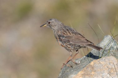 Bir Alp Accentor (Prunella collaris) açık gökyüzünün altındaki kayalık bir yüzeyde bulunur. Tüyleri çevreye karışıyor, doğal kamuflajını sergiliyor, sakin bir açık hava ortamında..