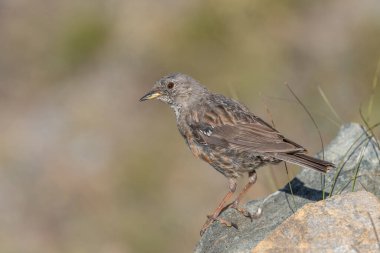 Bir Alp Accentor (Prunella collaris) açık gökyüzünün altındaki kayalık bir yüzeyde bulunur. Tüyleri çevreye karışıyor, doğal kamuflajını sergiliyor, sakin bir açık hava ortamında..