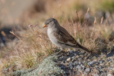 Genç beyaz kanatlı ispinoz (Montifringilla nivalis) kayalar ve çimenler arasında yiyecek arar. Güneş ışığı, böcekler ve tohumlar ararken kuşun tüylerini ön plana çıkararak sahneyi aydınlatır. Zermatt, valais, Alpler, İsviçre.