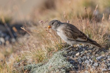Genç beyaz kanatlı ispinoz (Montifringilla nivalis) kayalar ve çimenler arasında yiyecek arar. Güneş ışığı, böcekler ve tohumlar ararken kuşun tüylerini ön plana çıkararak sahneyi aydınlatır. Zermatt, valais, Alpler, İsviçre.