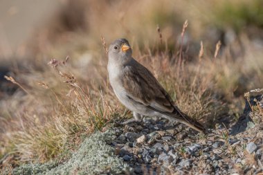 Genç beyaz kanatlı ispinoz (Montifringilla nivalis) kayalar ve çimenler arasında yiyecek arar. Güneş ışığı, böcekler ve tohumlar ararken kuşun tüylerini ön plana çıkararak sahneyi aydınlatır. Zermatt, valais, Alpler, İsviçre.