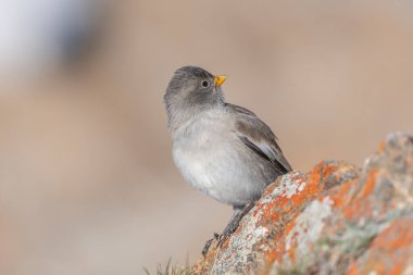 Beyaz kanatlı genç bir ispinoz (Montifringilla nivalis) gri tüyleri ve parlak turuncu bir gagası kayalık bir yüzeyde oturur. Bulanık arka plan huzurlu ve doğal bir dağ ortamını işaret ediyor. Gün sakin ve berrak görünüyor. Zermatt, valais, Alpler
